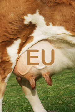 Extreme closeup of brown cow's udder with the words EU