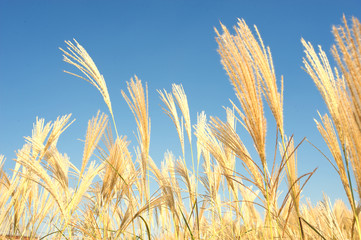 Golden Barley Wheat Field in Summer