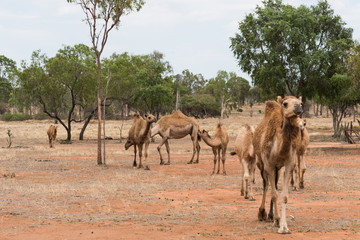 Camels in outback Queensland, Australia