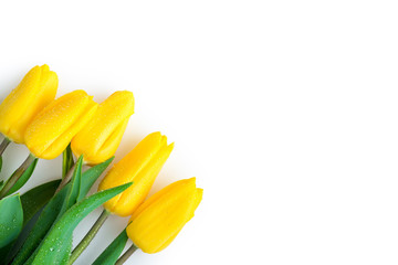 tulips in the left corner of a white background - a laconic Fest