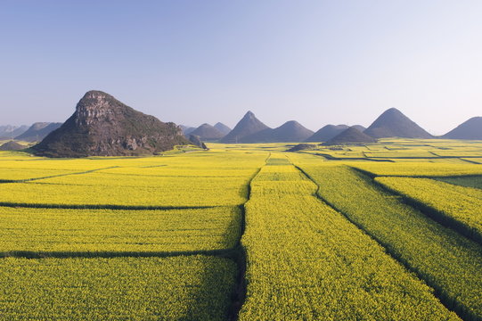 Fields of rapeseed flowers in bloom in Luoping, Yunnan Province, China