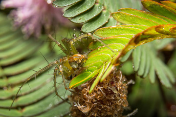 Spider on nature leaves as background