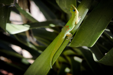 Green gecko