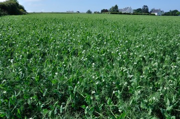 Fototapeta na wymiar Peas field