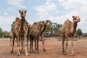 Camels in outback Queensland, Australia, up close