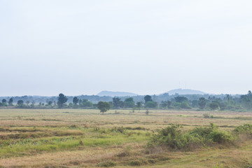 Fototapeta premium nature,farm,field
