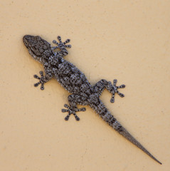 Fototapeta premium Moorish Gecko (Tarentola mauritanica), Andalucia, Spain.
