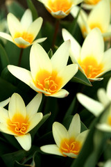 Obraz premium Yellow daffodils on a white background