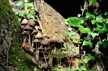 Mushrooms growing on tree trunk
