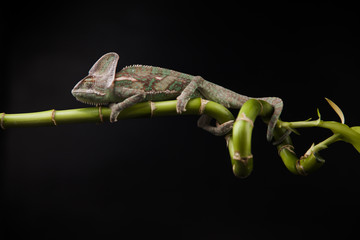 Kameleon © lucek616