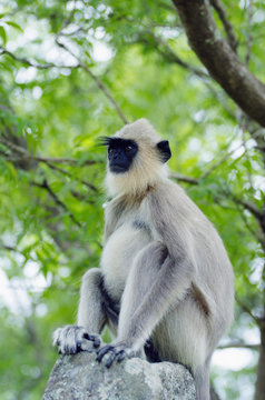 Tufted grey langurs (Semnopithecus priam), Polonnaruwa, North Central Province, Sri Lanka