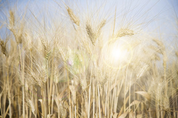 Field of Wheat in morning sunshine