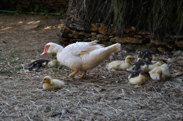 duck in a farmyard