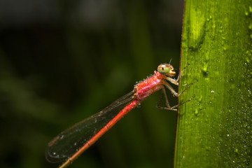 Dragonfly on nature leaves as background