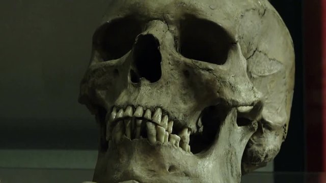 skull: archaeological find in a museum