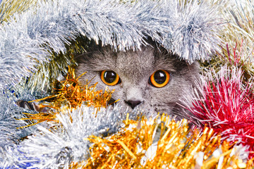 Photo by beautiful cat in the colored tinsel.