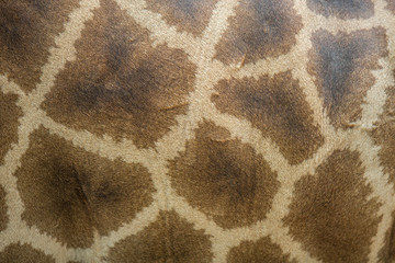 Leather giraffe,leather,giraffe,textured skin of giraffe, textur