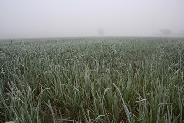 View of frozen grass on meadow