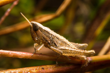 Grasshopper on nature leaves as background