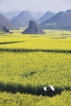 A couple walking through fields of rapeseed flowers in bloom in Luoping, Yunnan Province, China