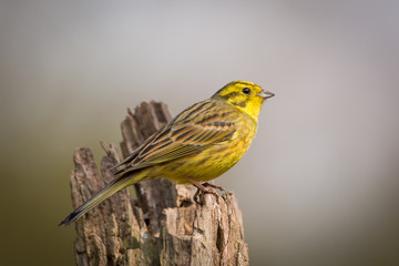 Yellowhammer
