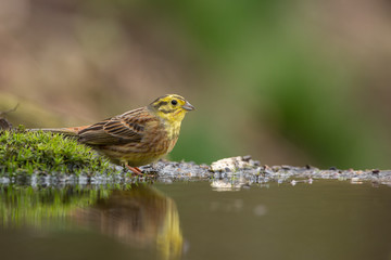 Yellowhammer