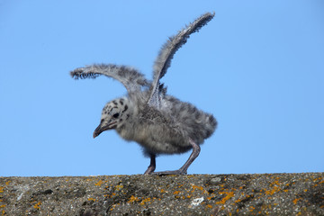 Obraz premium Herring Gull (Larus argentatus), a chick stretching it's wings, Penzance, Cornwall, England, UK.