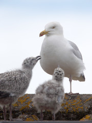 Herring Gull (Larus argentatus), two chicks begging from and adult, Penzance, Cornwall, England, UK.