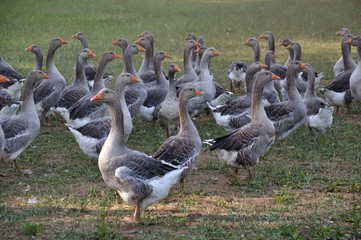 Farmed white goose standing on grass
