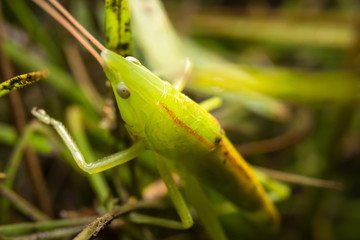 Grasshopper on nature leaves as background