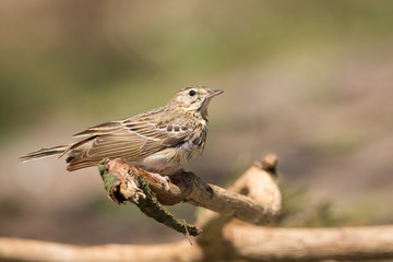 Tree Pipit
