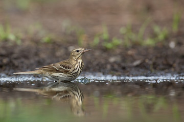 Tree Pipit