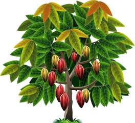Vector illustrations cocoa tree