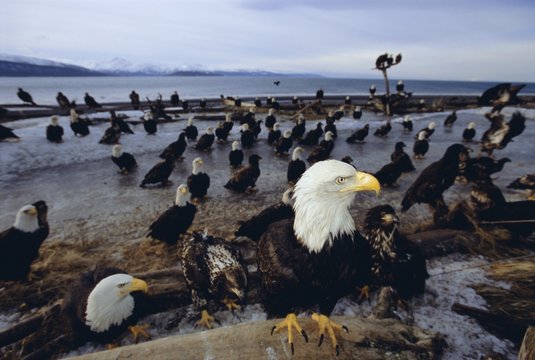 Flock Of Eagles Images – Browse 8,838 Stock Photos, Vectors, and Video | Adobe Stock