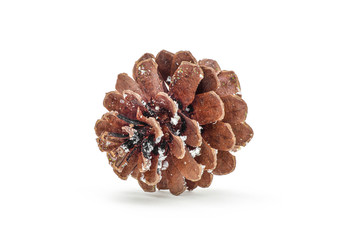 cones coniferous trees isolated on white