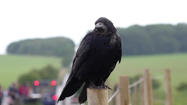 crow on fence