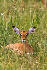  Reclining impala. At rest. Tarangire, Africa