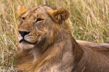 Young lion in the savannah.  King in future. Masai Mara, Kenya.