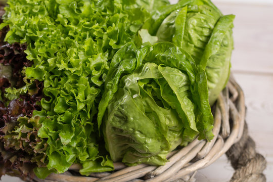 Variety of green and red, roma fresh lettuce salad leaves - healthy vegetables