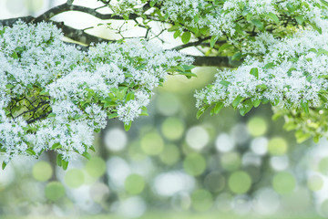 Chinese Fringe-tree