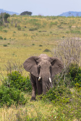 Obraz premium Elephant in the bush thickets. Masai Mara, Kenya.