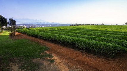 Obraz premium Landscape of tea plantation field.