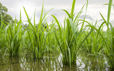 Fototapeta premium Seedlings in paddy fields.