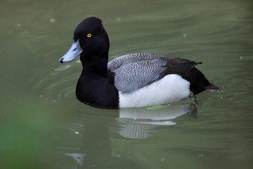 Lesser scaup (Aythya affinis).