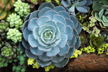 Close up of Miniature succulent plants