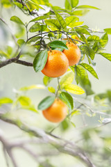 Close up of oranges on branch. Vertical size