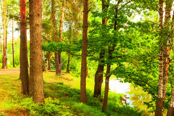 Fototapeta premium forest on the shore of lake