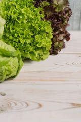 Variety of green and red fresh lettuce salad leaves - healthy vegetables