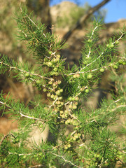 Wild aparagus plant