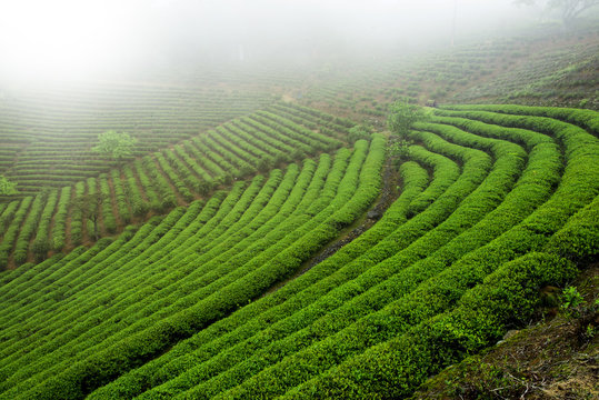 Tea plantation field scenery.